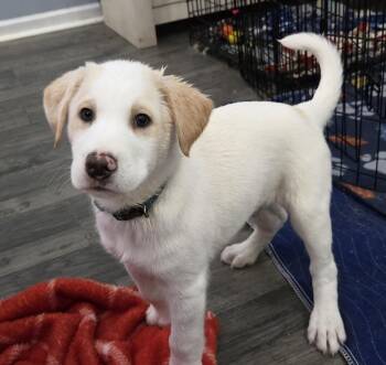 Shepherd and Mixed Breed Dogs Available for Adoption - Simon | PetCurious