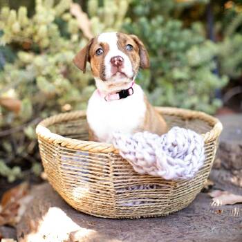 Bessie - Costa Mesa Location *Available 7/11* -  American Bulldog and Cattle Dog Dog for Adoption in Chino Hills, California - Bessie - Costa Mesa Location *Available 7/11* | PetCurious