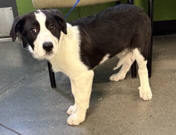 Rescue Labrador Retriever Dogs for Adoption in Lawrenceville, Georgia - Pen 203c | PetCurious