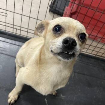 Bullet -  Chihuahua and Mixed Breed Dog Available for Adoption in Edinburg, Texas - Bullet | PetCurious