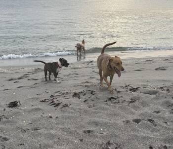 Anna -  Vizsla Dog for Adoption in Pompano Beach, Florida - Anna | PetCurious