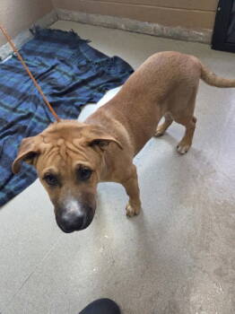 Rescue Pit Bull Terrier Dogs for Adoption in Oakland, California - Cool Hand Luke | PetCurious