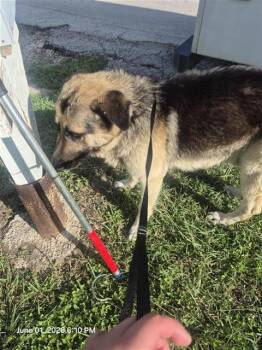 German Shepherd Dog Dogs Available for Adoption in San Antonio, Texas - BUCKY | PetCurious