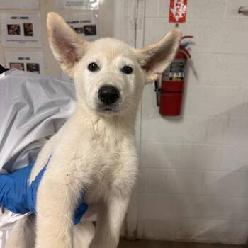 Husky and Shepherd Dogs Available for Adoption in Edinburg, Texas - Trent | PetCurious