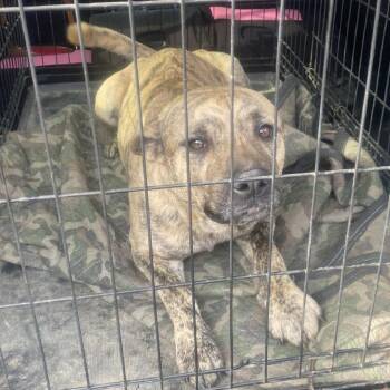 Mixed Breed Dogs Available for Adoption - Rozanov Stray Hold 3/1 | PetCurious