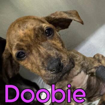 Doobie -  Mixed Breed Dog for Adoption in Franklin, North Carolina - Doobie | PetCurious