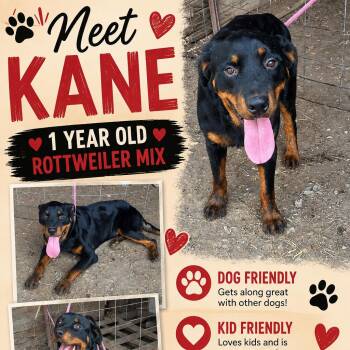Kane-CS-26-20377 -  Rottweiler Dog for Adoption in Anahuac, Texas - Kane-CS-26-20377 | PetCurious