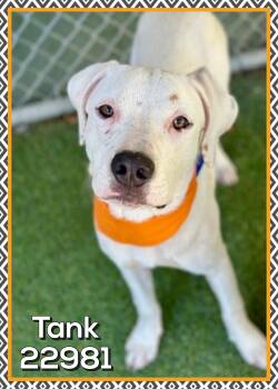 TANK (also see PEEKADOP) -  American Bulldog and Dogo Argentino Dog for Adoption in Marietta, Georgia - TANK (also See PEEKADOP) | PetCurious