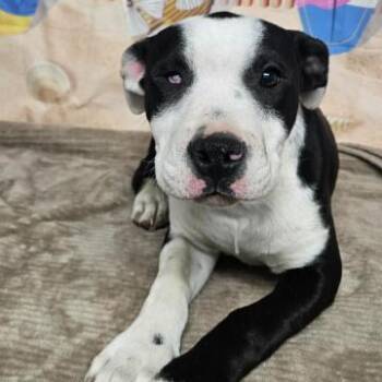 Pit Bull Terrier Dogs Available for Adoption in Fort Collins, Colorado - Rizzo | PetCurious
