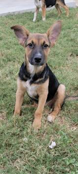 Crystal the beautiful mixed breed -  Australian Cattle Dog Blue Heeler and German Shepherd Dog Dog for Adoption in Muskego, Wisconsin - Crystal The Beautiful Mixed Breed | PetCurious