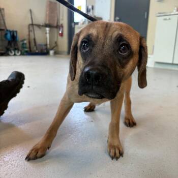 Mixed Breed Dogs Available for Adoption in Huntington, West Virginia - Noah Kahan | PetCurious