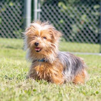 Chloe -  Yorkshire Terrier Dog for Adoption - Chloe | PetCurious