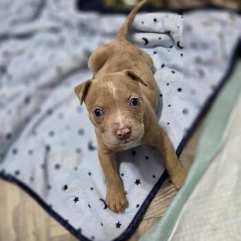 Sandy -  Pit Bull Terrier and Mixed Breed Dog for Adoption in Griswold, Connecticut - Sandy | PetCurious