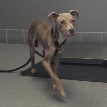 Oakley D12579 -  Pit Bull Terrier Dog for Adoption - Oakley D12579 | PetCurious