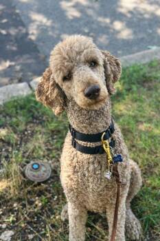 Jean Nate -  Poodle Dog for Adoption in Wayne, New Jersey - Jean Nate | PetCurious