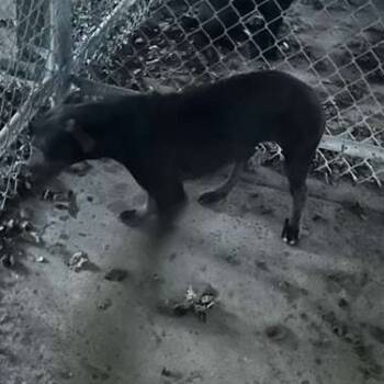 Rescue Mixed Breed Dogs for Adoption in Gadsden, Alabama - ELM 23 | PetCurious