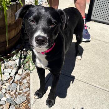5-Olive -  Black Labrador Retriever and Mixed Breed Dog for Adoption in Tonasket, Washington - 5-Olive | PetCurious
