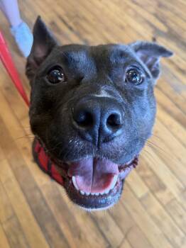 Gibbs -  Pit Bull Terrier Dog for Adoption in Grand Rapids, Michigan - Gibbs | PetCurious