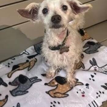 Rescue Terrier and Mixed Breed Dogs for Adoption in The Woodlands, Texas - Coach (Coming Soon!) | PetCurious