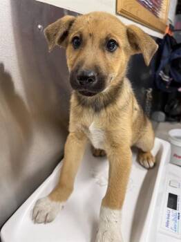 MARK -  Husky and German Shepherd Dog Dog for Adoption in Fairbanks, Alaska - MARK | PetCurious