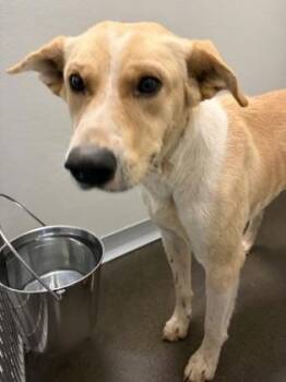 Freddy -  Labrador Retriever and Mixed Breed Dog for Adoption in Fresno, California - Freddy | PetCurious