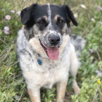 Rescue Mixed Breed Dogs for Adoption in Moab, Utah - Ehlora | PetCurious