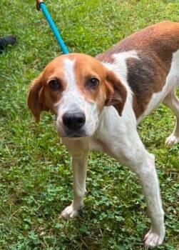 Emmy -  Hound and Mixed Breed Dog for Adoption in Chester, Maryland - Emmy | PetCurious
