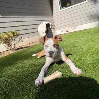 Guy Prince of Your Heart -  Pit Bull Terrier and Labrador Retriever Dog for Adoption in Friendswood, Texas - Guy Prince Of Your Heart | PetCurious