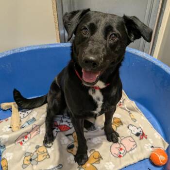 Michonne -  Labrador Retriever and Cattle Dog Dog for Adoption in Kanab, Utah - Michonne | PetCurious
