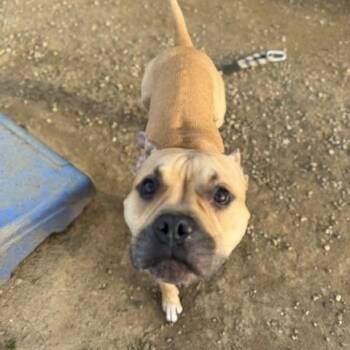 Buddah -  Mixed Breed Dog for Adoption in Philadelphia, Pennsylvania - Buddah | PetCurious