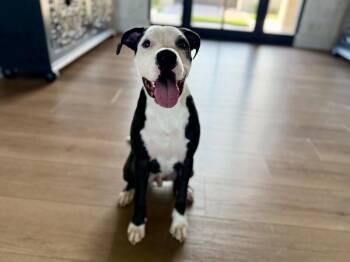 Chalupa Chase the Blues Away -  Staffordshire Bull Terrier and Pit Bull Terrier Dog for Adoption in Friendswood, Texas - Chalupa Chase The Blues Away | PetCurious