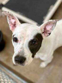 Rescue Pit Bull Terrier Dogs for Adoption in Minneapolis, Minnesota - Brutus | PetCurious