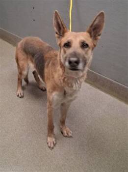 German Shepherd Dog Dogs Available for Adoption - VALENTINEA | PetCurious