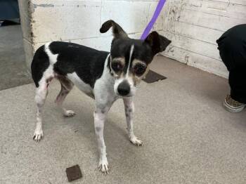 PECORINO -  Chihuahua and Mixed Breed Dog for Adoption in San Bernardino, California - PECORINO | PetCurious