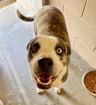 Rescue Catahoula Leopard Dog Dogs for Adoption in Austin, Texas - Bambino | PetCurious