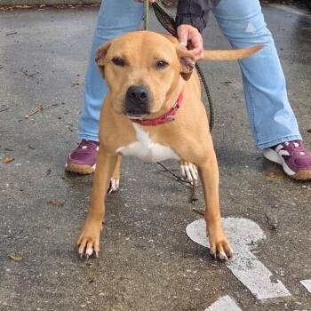 Barry -  Mixed Breed Dog Available for Adoption in Titusville, Florida - Barry | PetCurious