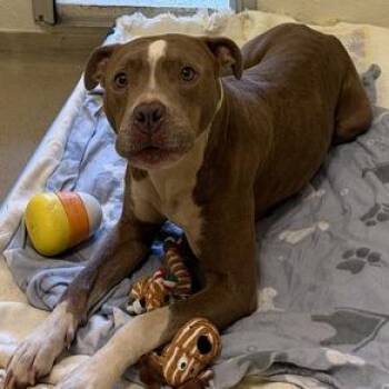 Bestie -  Mixed Breed Dog for Adoption in Asheville, North Carolina - Bestie | PetCurious