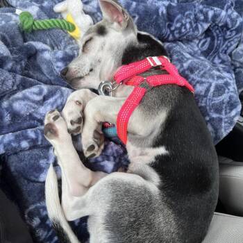 Milo -  Chihuahua and Mixed Breed Dog for Adoption in Uniontown, Pennsylvania - Milo | PetCurious