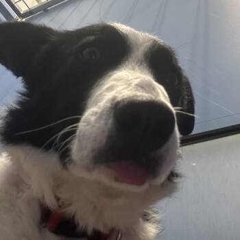 Border Collie Dogs Available for Adoption - Bud | PetCurious