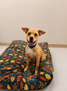 Drake -  Labrador Retriever Dog for Adoption in Baton Rouge, Louisiana - Drake | PetCurious