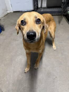 Golden Retriever and Chihuahua Dogs Available for Adoption in Boston, Massachusetts - Goldie  | PetCurious