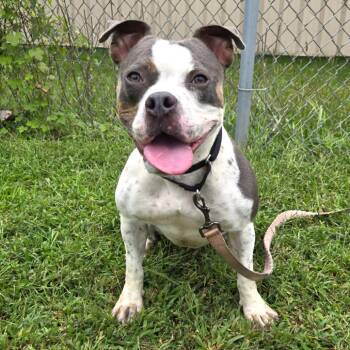 Fendi -  American Bulldog and Mixed Breed Dog for Adoption in Champaign, Illinois - Fendi | PetCurious
