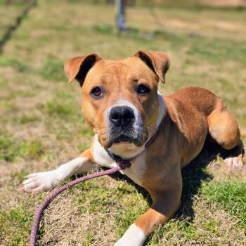 Mina -  Mixed Breed Dog Available for Adoption in Douglasville, Georgia - Mina | PetCurious