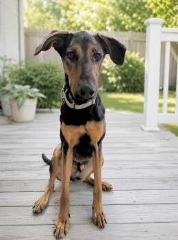 Doberman Pinscher Dogs Available for Adoption in Huntingtown, Maryland - Kirk | PetCurious