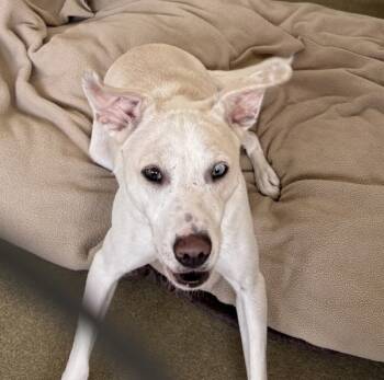 Rescue Jack Russell Terrier Dogs for Adoption in Napa, California - Wiggles | PetCurious