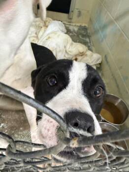 Mixed Breed Dogs Available for Adoption in Springfield, Ohio - Kya | PetCurious