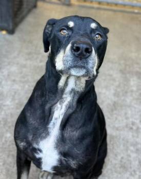 Atticus -  Rottweiler Dog for Adoption in Chicago, Illinois - Atticus | PetCurious