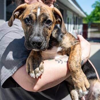 Kojo -  Mixed Breed Dog for Adoption in Kennebunk, Maine - Kojo | PetCurious