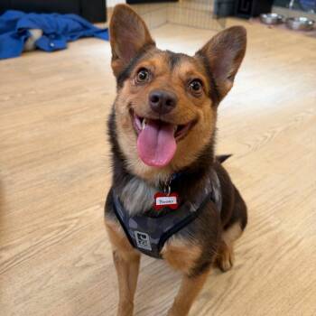 Munster 14624 -  Terrier Dog for Adoption in San Francisco, California - Munster 14624 | PetCurious
