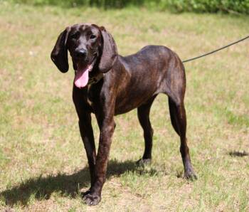 Leroy -  Plott Hound Dog Available for Adoption in Portage, Wisconsin - Leroy | PetCurious